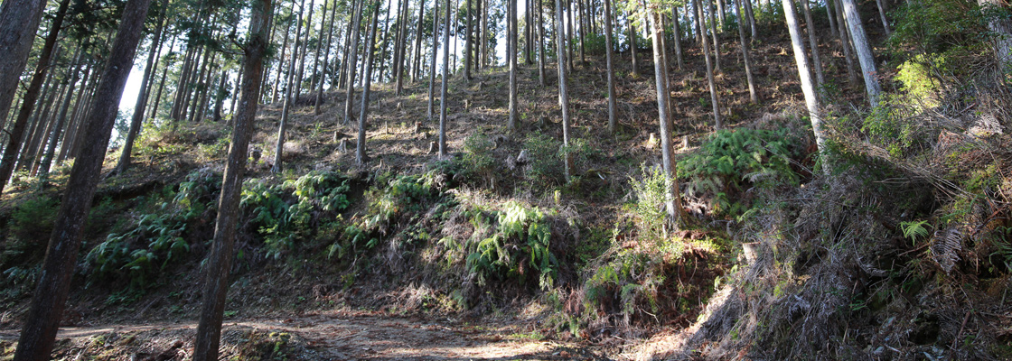 環境に配慮した山のデザイン